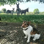 The Wandering Donkey Carlow