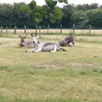 The Wandering Donkey Pensión