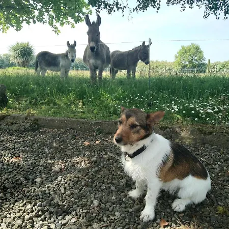 The Wandering Donkey كارلو
