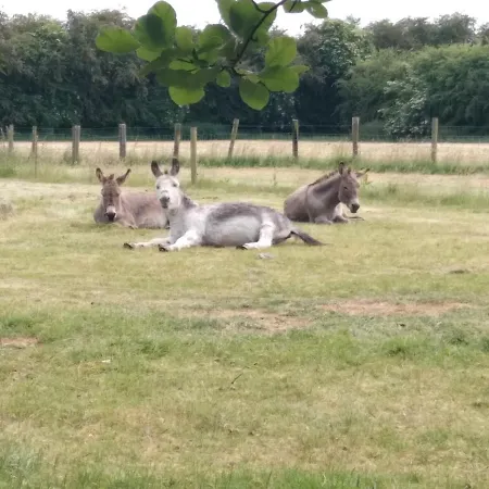 The Wandering Donkey بيت ضيافة