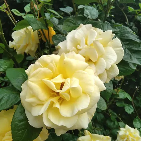 The Wandering Donkey 3*