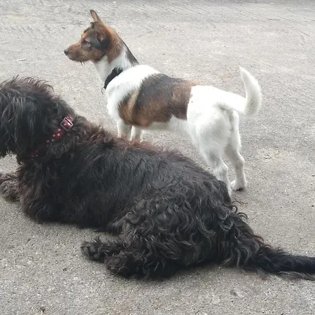 Pensión The Wandering Donkey Carlow