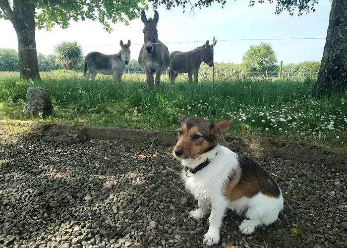 The Wandering Donkey Carlow