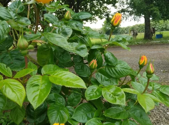 The Wandering Donkey Гостевой дом 3*