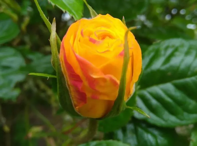 The Wandering Donkey Гостевой дом 3*